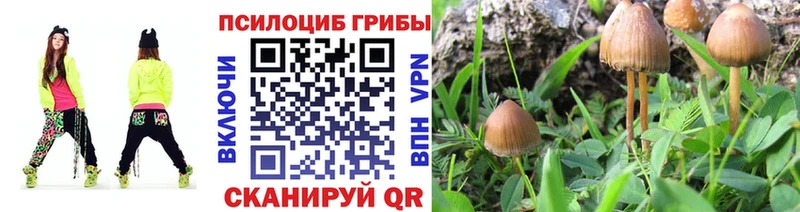 omg ONION  Соль-Илецк  Псилоцибиновые грибы GOLDEN TEACHER 